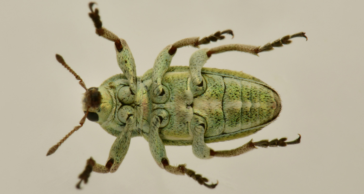 Curculionidae: Coniatus tamarisci? S, assieme a Coniatus suavis